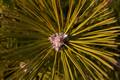 Pinus densiflora Jane Kluis IMG_8294 Sosna gęstokwiatowa